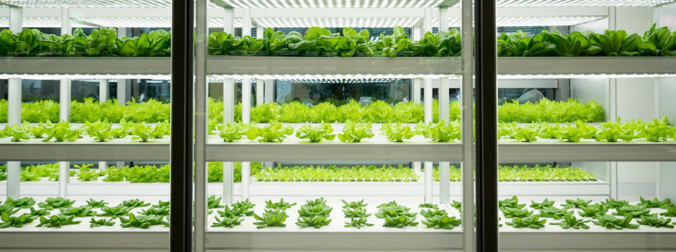 Automated green house