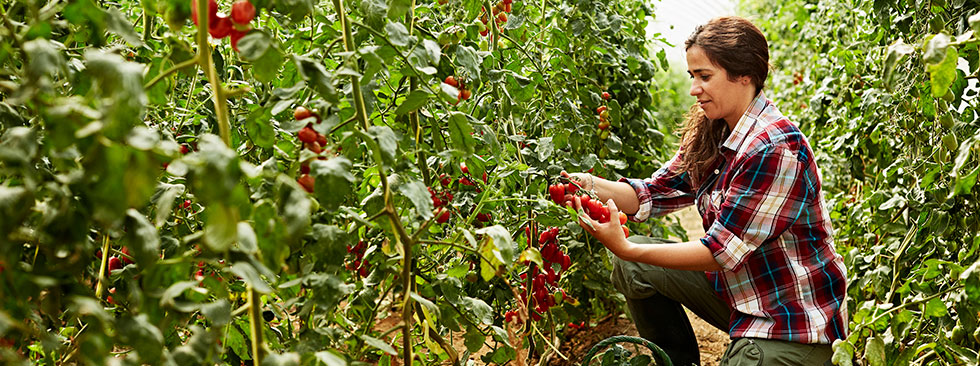 Nature Fresh Farms use safety and security solutions